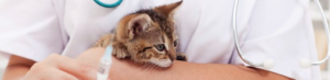 vaccination chat et chien