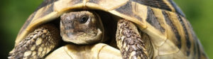 Tortue hibernation