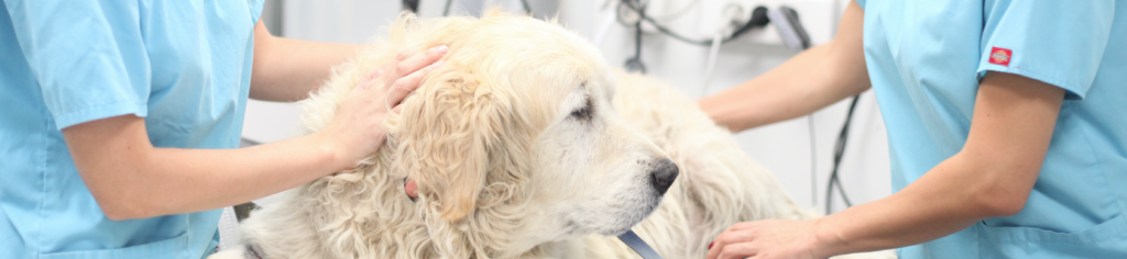 Le cancer chez le chien