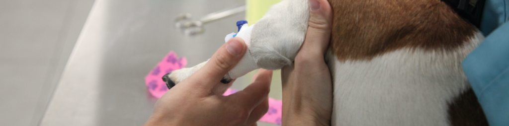 Le lymphome du chien