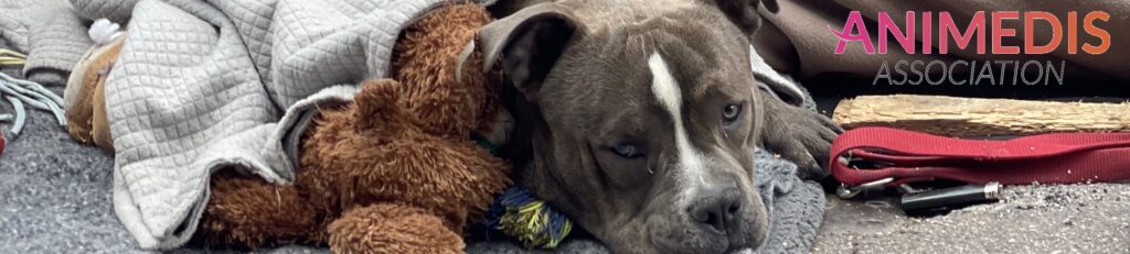 Fièvre et œdème des 4 membres chez un chien
