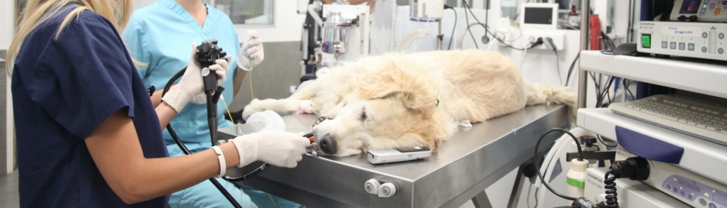 La gastro-entérologie chez le chien et le chat
