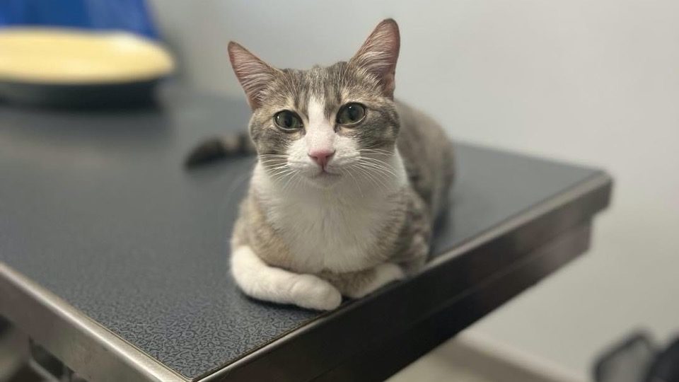 Quel est votre diagnostic ? Dyspnée chez un chat de 6 mois.