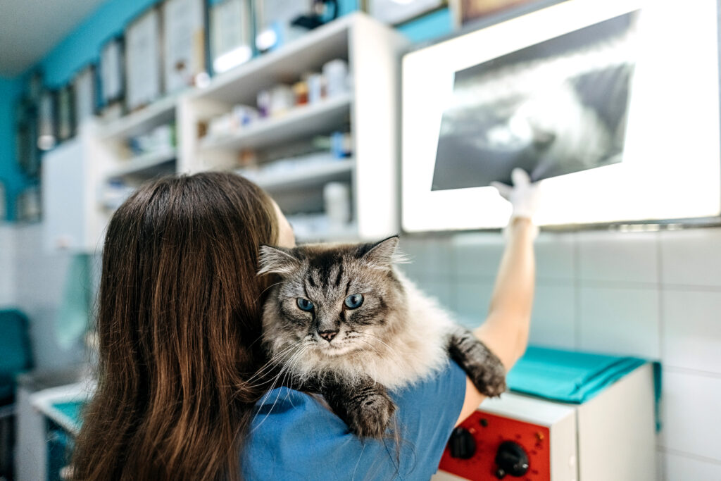 Le mastocytome cutané chez le chien et le chat