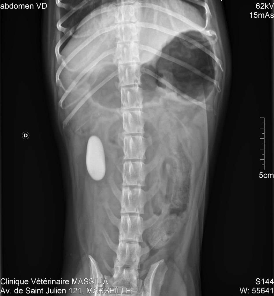 La gastroentérologie chez le chien et le chat Animedis